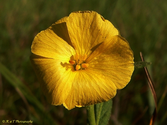 {Piriqueta caroliniana}